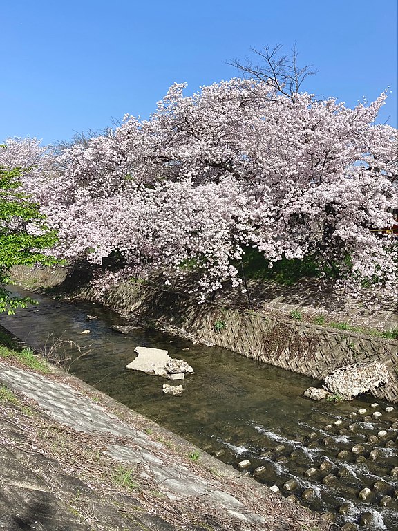 奈良市の佐保川に残る川路桜