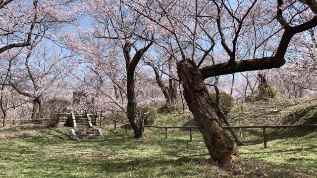 写真：高遠城址公園の桜