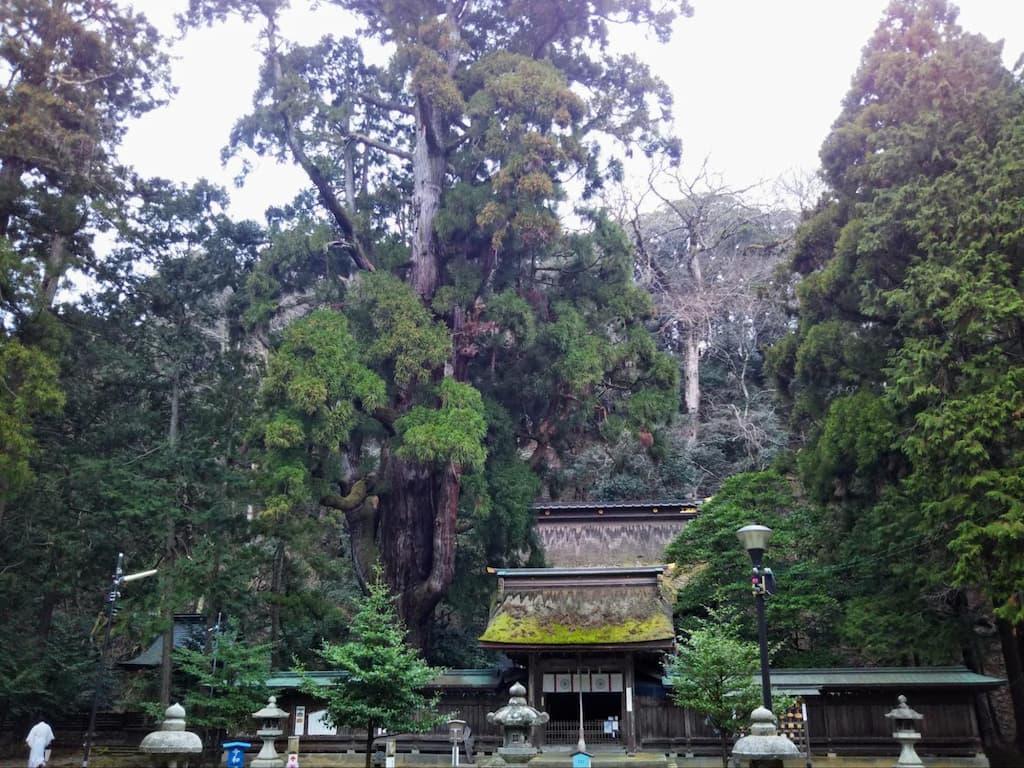 若狭姫神社は拝殿本殿の横の千年杉で有名