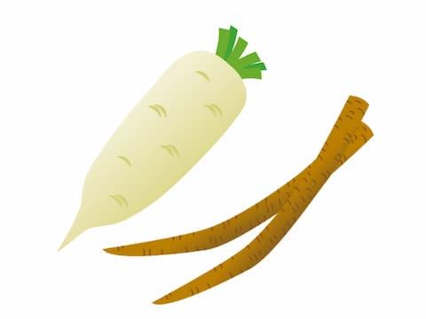大根とごぼうイラスト