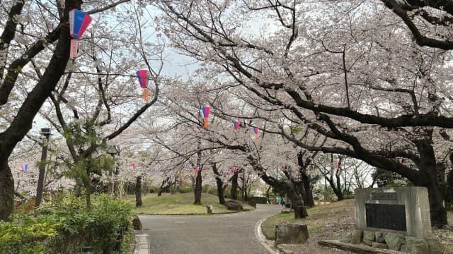 飛鳥山公園（東京都北区王子１丁目）の桜