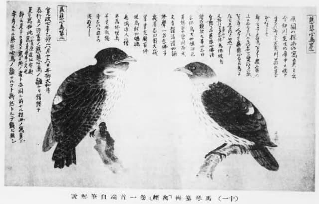 『禽鏡』巻一(『馬琴日記 : 天保二年』より。出典:国立国会図書館デジタルコレクション)